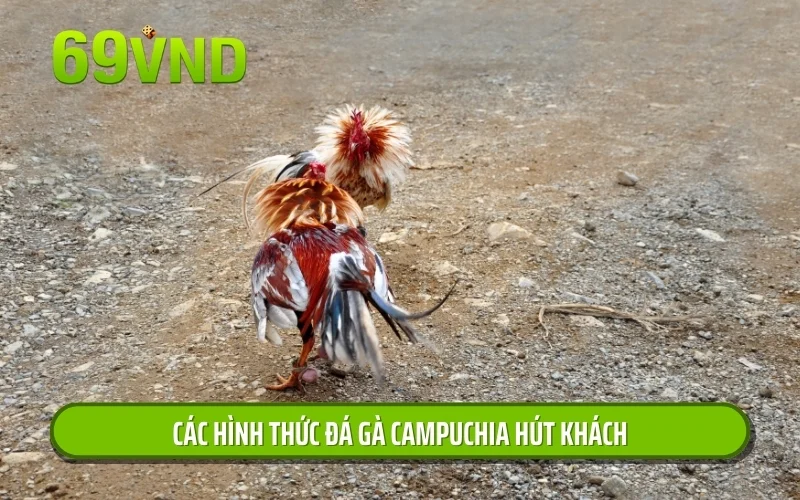 Các hình thức đá gà Campuchia hút khách