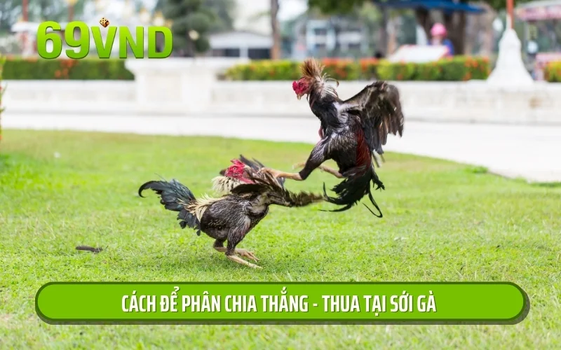 Cách để phân chia thắng - thua tại sới gà 