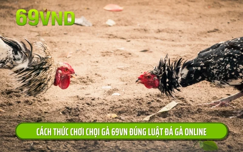 Cách thức chơi chọi gà 69VN đúng luật đá gà online