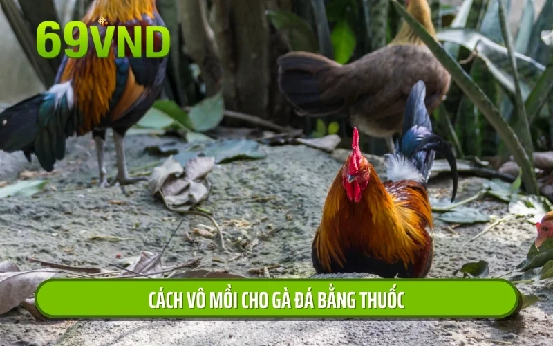 Cách vô mồi cho gà đá bằng thuốc