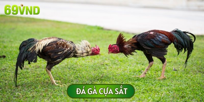 Cựa sắt là hình thức giải trí phổ biến nhờ những pha đối đầu kịch tính