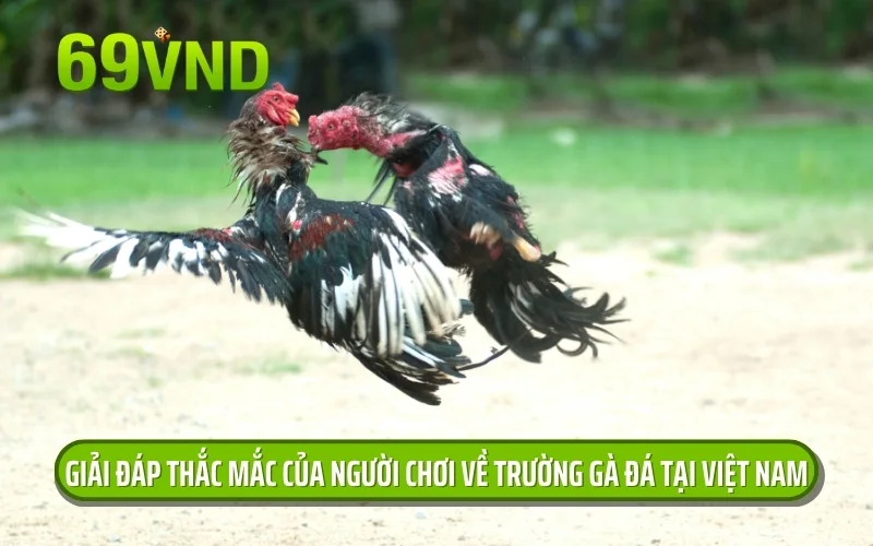 Giải đáp thắc mắc của người chơi về trường gà đá tại Việt Nam