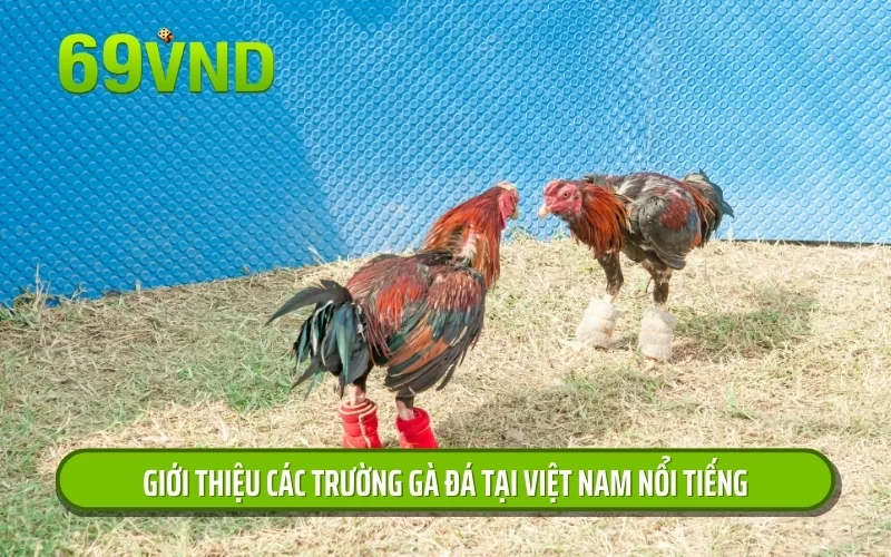 Giới thiệu các trường gà đá tại Việt Nam nổi tiếng