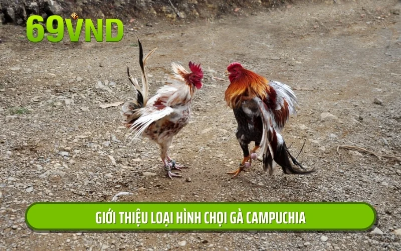 Giới thiệu loại hình chọi gà Campuchia