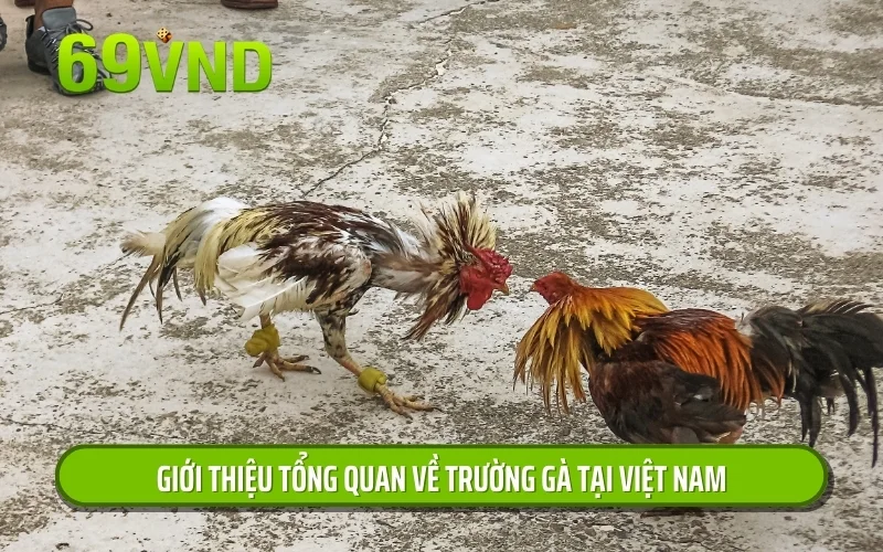 Giới thiệu tổng quan về trường gà tại Việt Nam