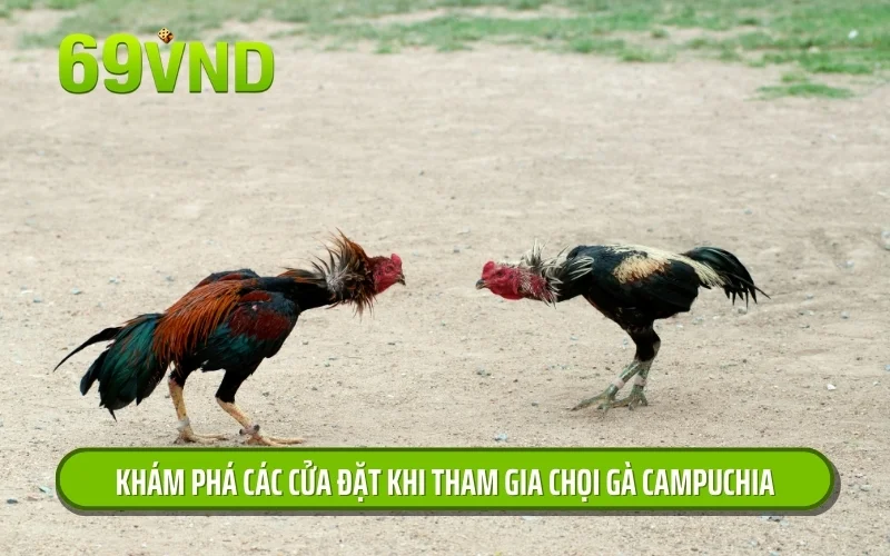 Khám phá các cửa đặt khi tham gia chọi gà Campuchia