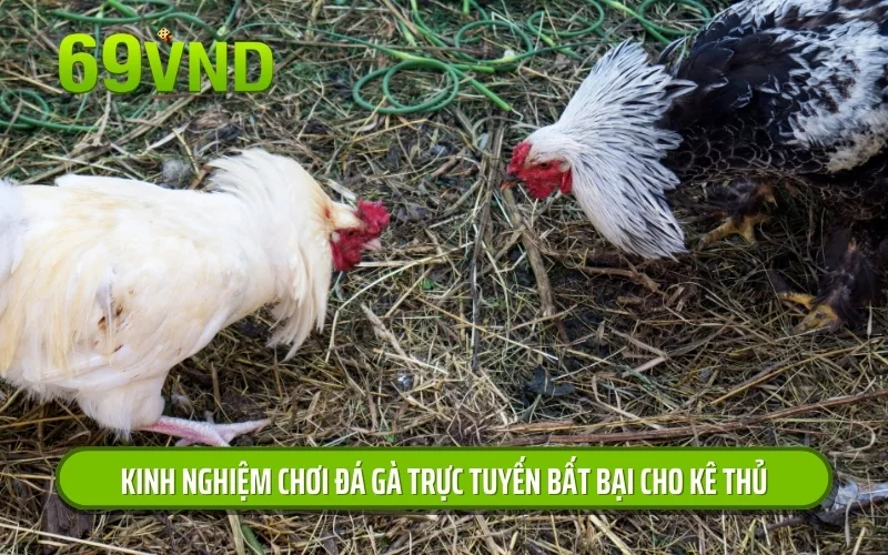 Kinh nghiệm chơi đá gà trực tuyến bất bại cho kê thủ