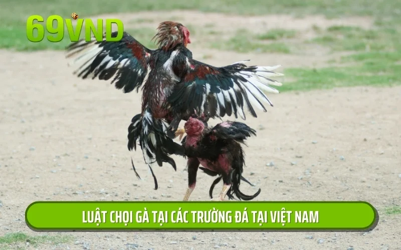 Luật chọi gà tại các trường đá tại Việt Nam