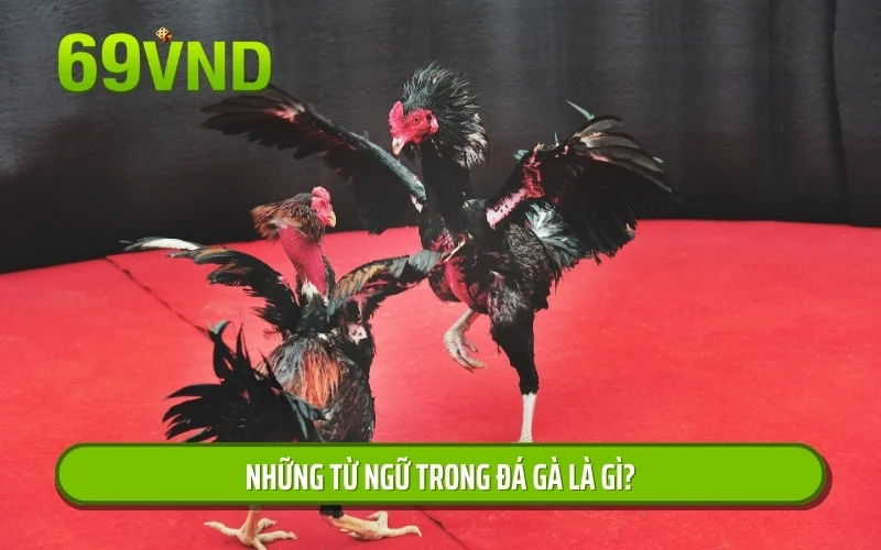 Những từ ngữ trong đá gà là gì?