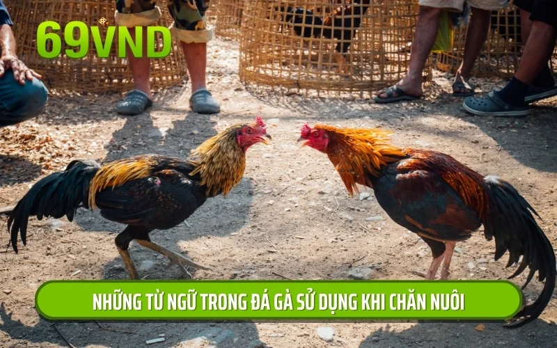 Những từ ngữ trong đá gà sử dụng khi chăn nuôi