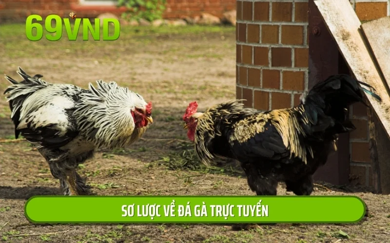 Sơ lược về đá gà trực tuyến