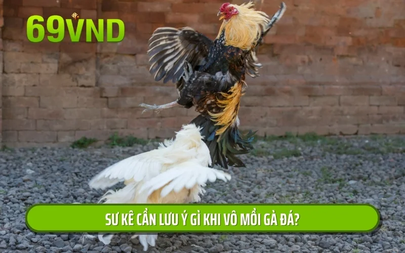 Sư kê cần lưu ý gì khi vô mồi gà đá?