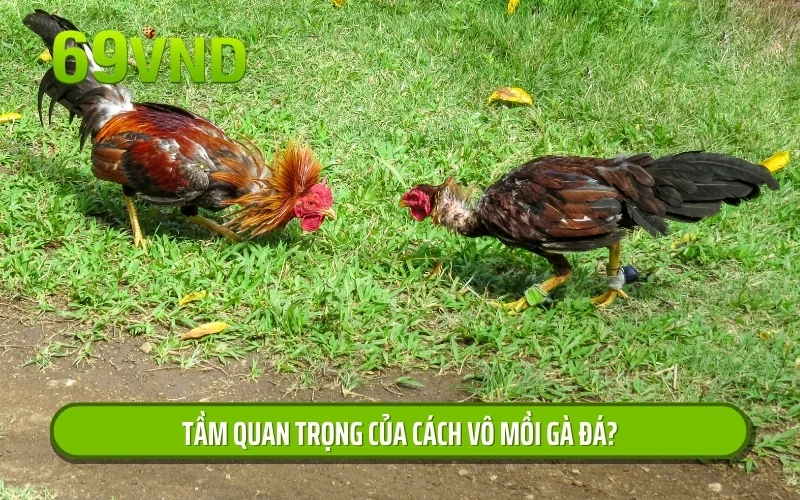 Tầm quan trọng của cách vô mồi gà đá?