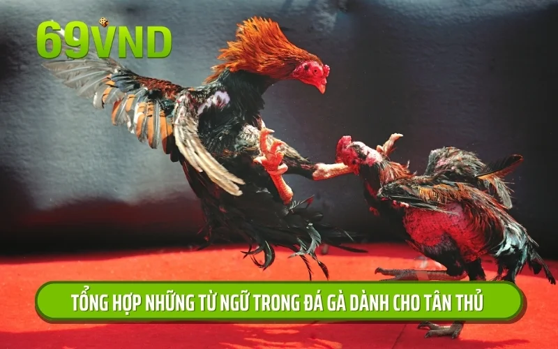 Tổng hợp những từ ngữ trong đá gà dành cho tân thủ 