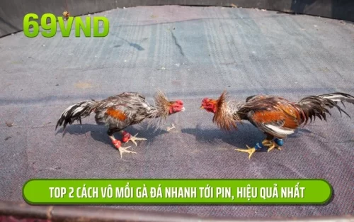 cách vô mồi gà đá