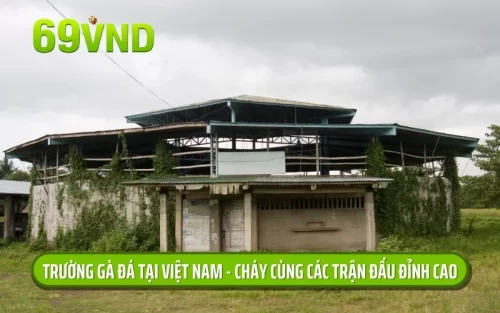 trường gà đá tại việt nam